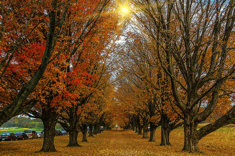 A colorful row of trees shows vibrant Fall foliage.