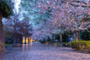 Rainy Day Cherry Blossoms