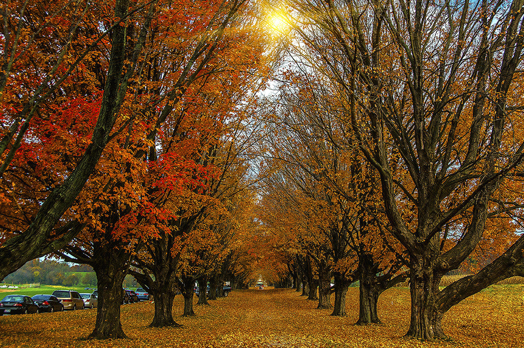 A colorful row of trees shows vibrant Fall foliage.