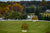 The fall transition of color has begun in this photograph taken in Baltimore County Maryland.