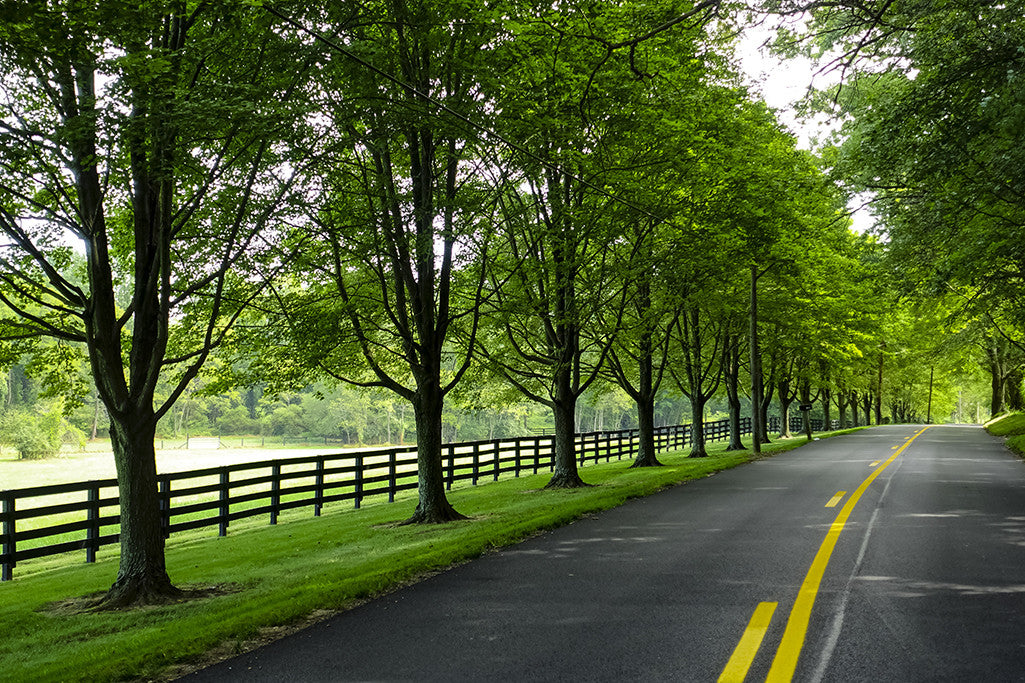 A tree-lined country road in Baltimore County.