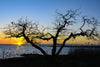 A tree has been silhouetted during a sunrise on the Chesapeake Bay.